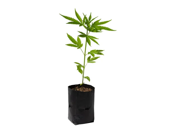 Marijuana Leaves Cannabis White Background Isolated Cannabis Plant Growing — Fotografia de Stock