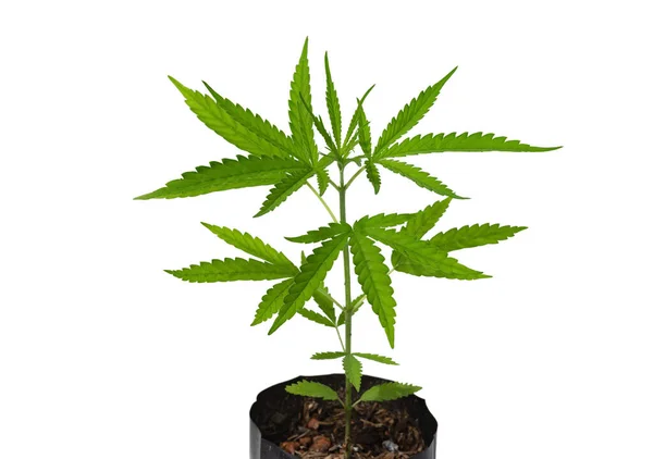 Marijuana Leaves Cannabis White Background Isolated Cannabis Plant Growing — ストック写真