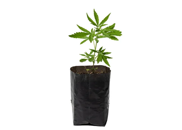 Marijuana Leaves Cannabis White Background Isolated Cannabis Plant Growing — Stok Foto