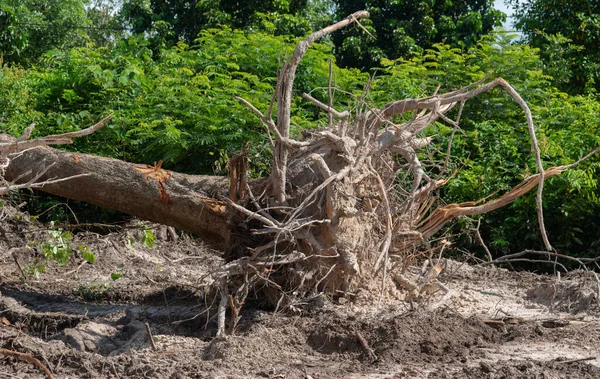 Bir Ağaç Kökü Kaz Devrilmiş Bir Ağaç Yerin Altından Kökleri — Stok fotoğraf