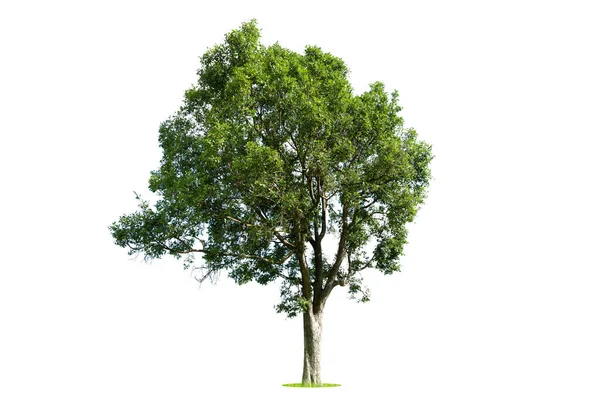 Geïsoleerde Groene Boom Witte Achtergrond Bomen Geïsoleerd Witte Achtergrond Tropische — Stockfoto