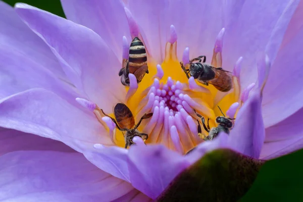 Zbliżenie Pszczoły Pyłek Pięknego Kwiatu Lotosu Lub Lilii Wodnej Słońcu — Zdjęcie stockowe