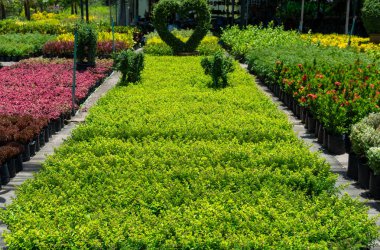 Seedling of plants and flowers in pots, plantation for growing seedlings of thuja and flowers in sunny summer weather, plant farm with auto-irrigation
