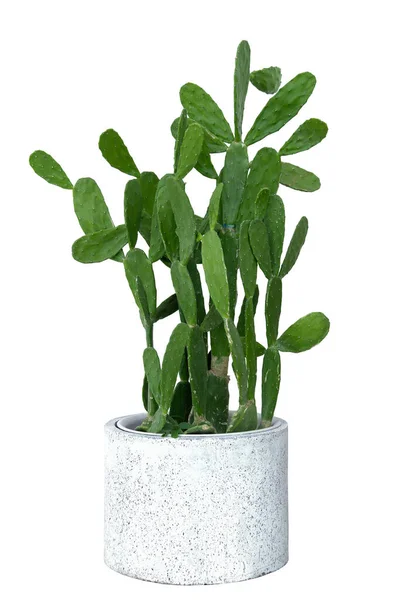 Cactus Cactus Pot Isolated White Background — Stok fotoğraf