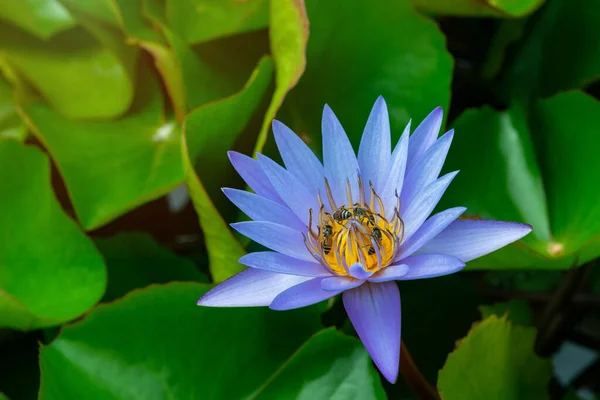 Close Bee Pollen Beautiful Lotus Flower Water Lily Light Shallow — Stok Foto