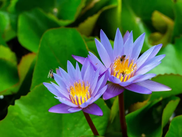 Close Bee Pollen Beautiful Lotus Flower Water Lily Light Shallow — Stok Foto