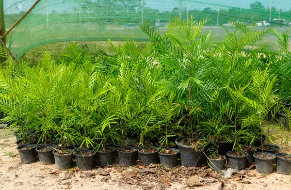 Plant Seedlings Planted Small Black Pot Mall Black Polybags Seedlings — Φωτογραφία Αρχείου