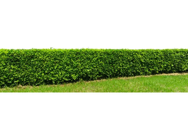 Green Tree Wall Isolatad White Background — Stockfoto