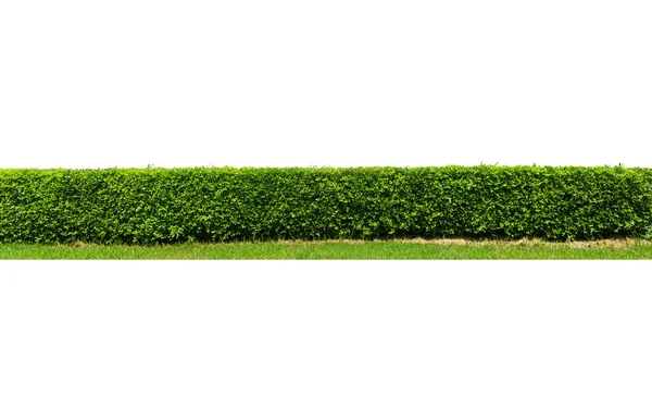 Grüne Baummauer Zaun Mit Betonboden Isoliert Auf Weißem Hintergrund Für — Stockfoto