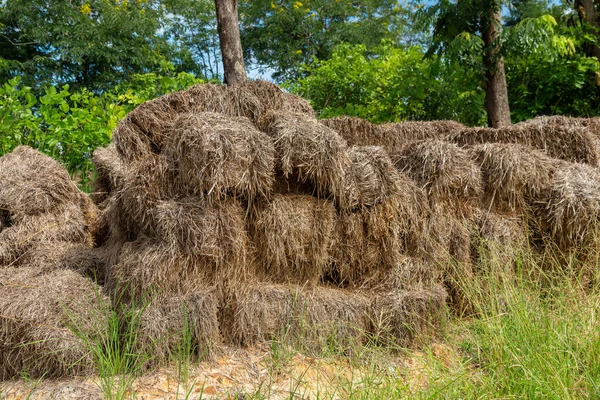 Old rice Straw pack texture for background, nature   background, old straw made from rice plants.