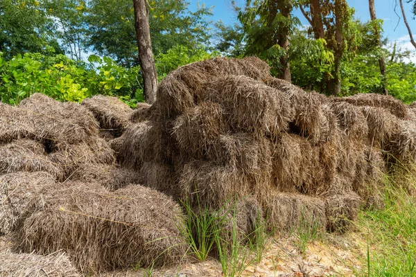 Old rice Straw pack texture for background, nature   background, old straw made from rice plants.