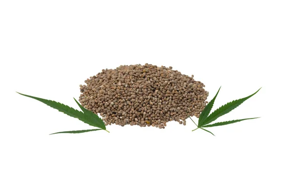 Macro Detail Marijuana Seeds Tiny Leaf White Background Cannabis Growing — Zdjęcie stockowe