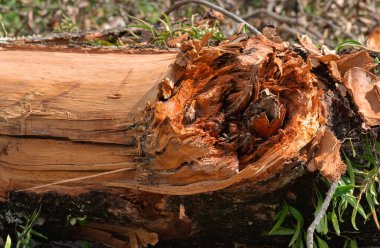 Beautiful damaged dirty rough outside of a tree trunk,  cracked wooden Tree bark background. tree round bark