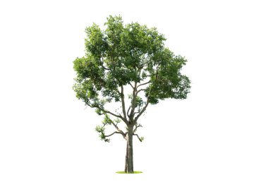 Beyaz arka planda izole ağaçlar, tasarımda, reklamcılıkta ve mimaride kullanılan tropikal ağaçlar.