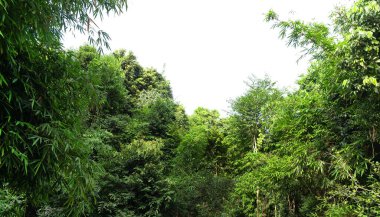 Isolated tropical evergreen tree on white background.
