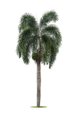 Beyaz arkaplanda izole edilmiş palmiye ağacı, kırpma yolu dahil.