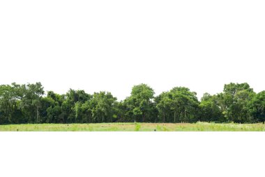 Green trees isolated on white background. Forest and foliage in summer. Row of trees and shrubs.