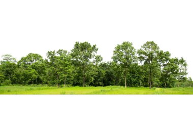 Green trees isolated on white background. Forest and foliage in summer. Row of trees and shrubs.
