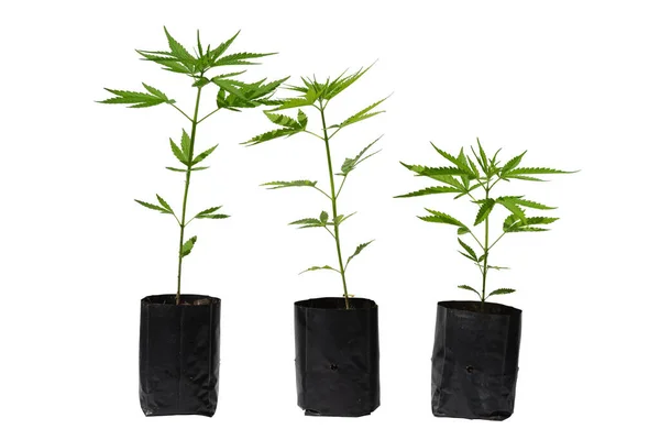 Marijuana Leaves Cannabis White Background Isolated Cannabis Plant Growing — Fotografia de Stock