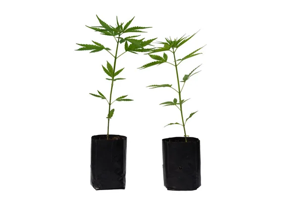 Marijuana Leaves Cannabis White Background Isolated Cannabis Plant Growing — Stockfoto