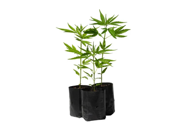 Marijuana Leaves Cannabis White Background Isolated Cannabis Plant Growing — Fotografia de Stock