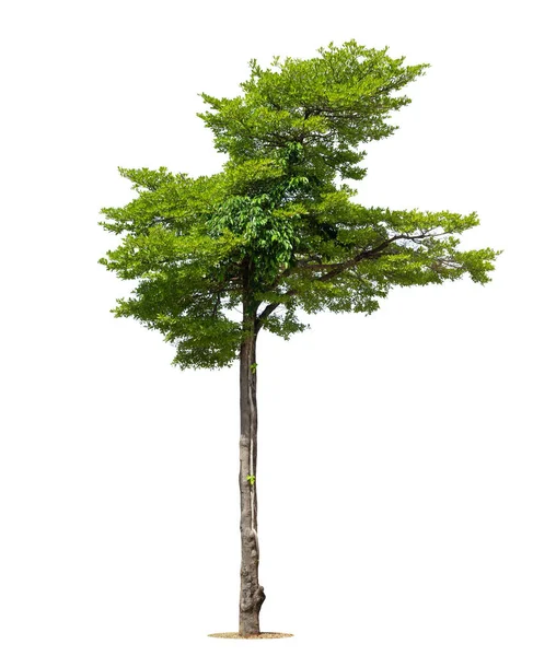 Απομονωμένο Δέντρο Λευκό Φόντο Απομονωμένο Τροπικό Δέντρο Που Χρησιμοποιείται Για — Φωτογραφία Αρχείου