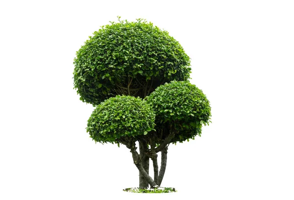 Tree Tako Trees Bending Isolated Tree White Background — Stok Foto