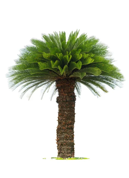 Cycad Palmboom Geïsoleerd Witte Achtergrond Gebruik Voor Tuin Park Decoratie — Stockfoto