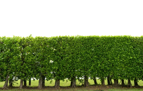 Beyaz Arkaplanda Yeşil Ağaç Duvarı Izolasyonu — Stok fotoğraf