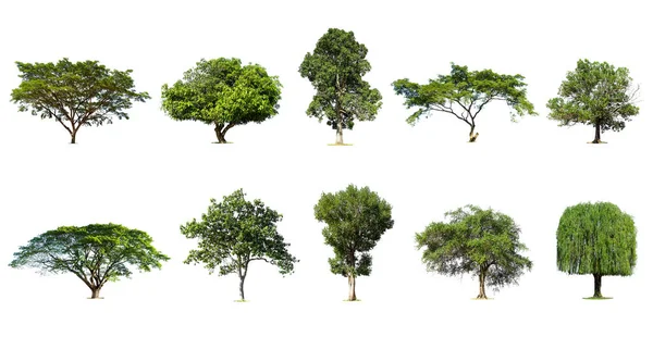 Isolated Trees White Background Collection Trees — Stock Photo, Image