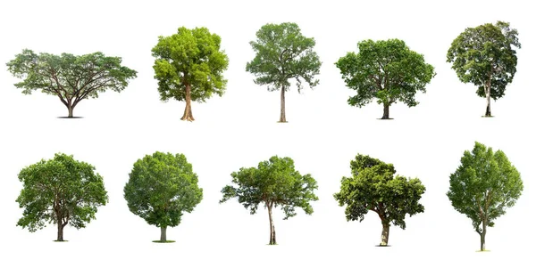 Изолированные Деревья Белом Фоне Коллекция Деревьев — стоковое фото