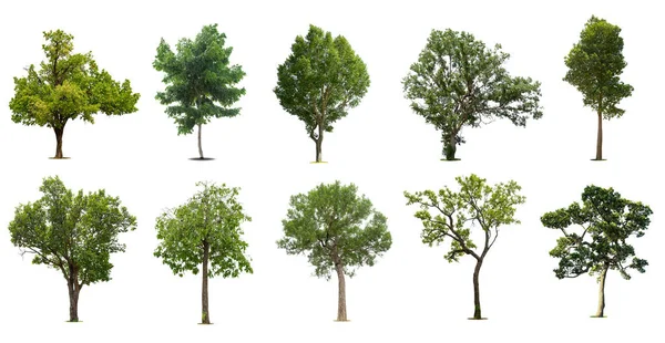 Alberi Isolati Sfondo Bianco Collezione Alberi — Foto Stock