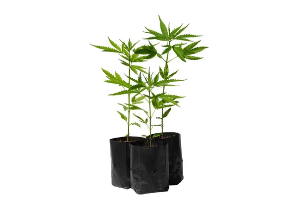 Marijuana Leaves Cannabis White Background Isolated Cannabis Plant Growing Ліцензійні Стокові Фото