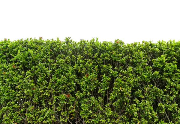 Огорожа Зеленого Дерева Бетонною Підлогою Ізольовано Білому Тлі Парку Або Стокове Зображення