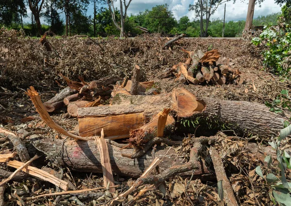 Deforestation Environmental Problem Rain Forest Destroyed — Foto Stock