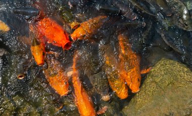 Many carp fish crowded of carp fish in pond background.