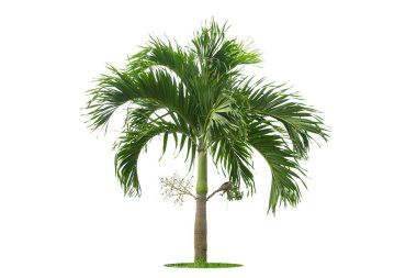 Palmiye ağacı, bahçe tasarımı için kırpma yolları olan beyaz arka planda izole edilmiş. Tropikal ağaçlar binanın dışındaki bahçeyi süslemek için kullanılır..