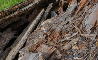 ölü odun, Ladin gövde üzerinde doğal dokulu ayrıntılar üzerinde rot