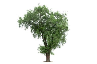 Kırpma yolu olan beyaz arkaplanda ağaç izole et