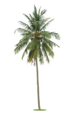 Beyaz arka planda izole edilmiş hindistan cevizi palmiyesi ağacı, Beyaz Arkaplan Karşısında palmiye ağacı.
