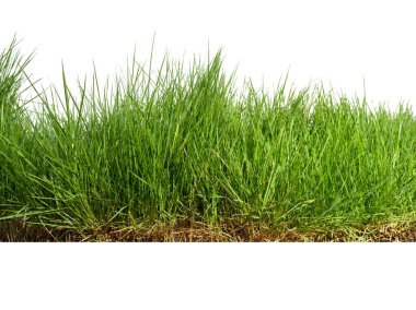 Beyaz arkaplanda yeşil çimenler var. Yakın plan..