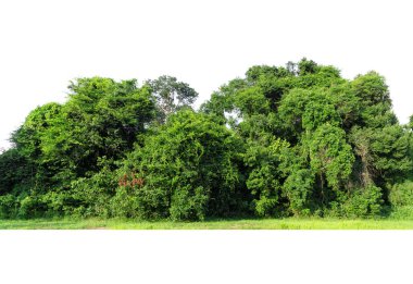 Yüksek çözünürlüklü ağaç hattının görüntüsü beyaz arkaplanda izole edilmiş