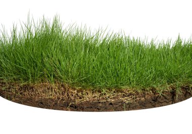 Beyaz arkaplanda yeşil çimenler var. Yakın plan..