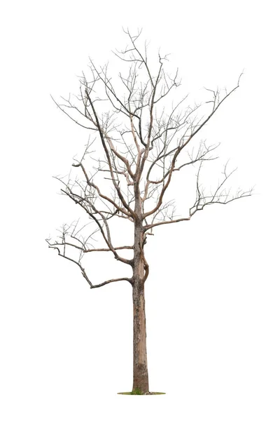 Mrtvý Strom Izolovaný Bílém Pozadí — Stock fotografie