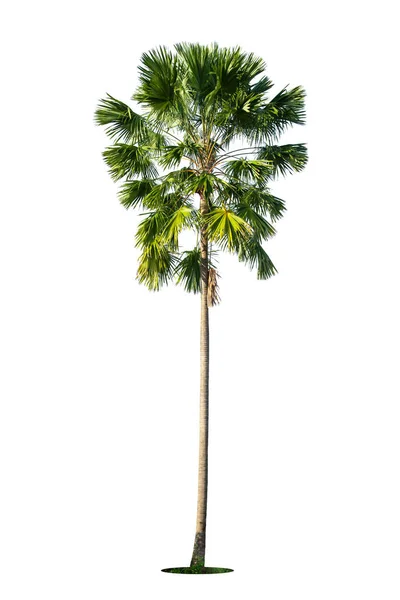 Zelená Krásná Palma Izolovaných Bílém Pozadí — Stock fotografie