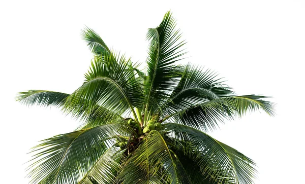 Bladeren Van Kokosnoot Geïsoleerd Witte Achtergrond — Stockfoto