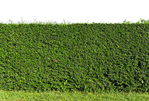 Огорожа Зеленого Дерева Бетонною Підлогою Ізольовано Білому Тлі Парку Або Ліцензійні Стокові Зображення
