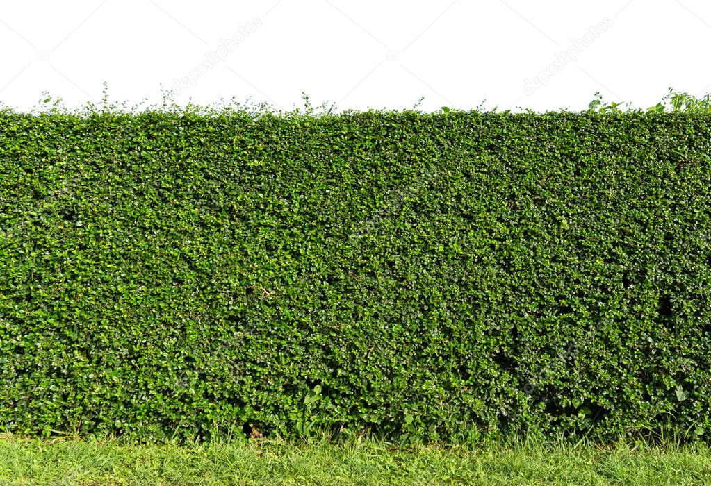 Green tree wall fence with concrete floor isolated on white background for park or garden decorative.