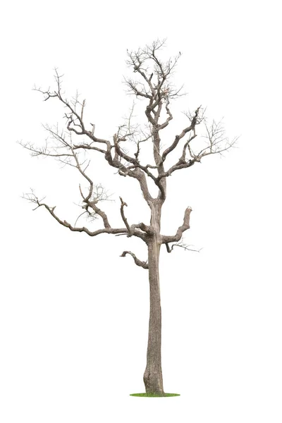 Mrtvý Strom Izolovaný Bílém Pozadí Stříhací Cesta — Stock fotografie