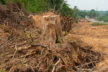 Bir ağaç kökü kaz Devrilmiş bir ağaç, yerin altından kökleri kopmuş bir ağaç yerde yatar.